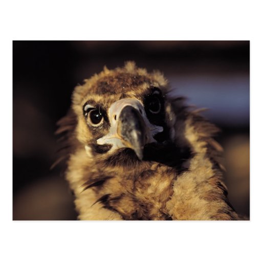 Hawk Close-Up Postcard