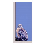 Hawk rack cards