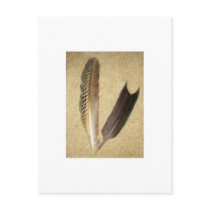 Hawk Feathers Postcard