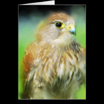 Hawk cards