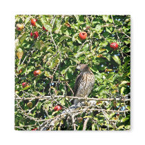 Hawk In Apple Tree Photo Magnet