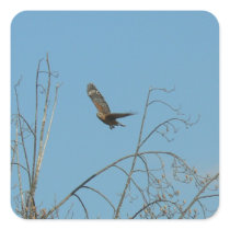 Hawk in Flight