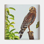 Hawk Magnet