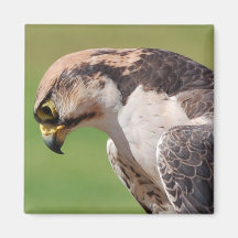 Hawk Magnet
