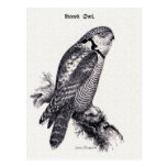 Hawk Owl Vintage Bird Illustration Post Card