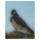 'Hawk Perched on a Post' flyers