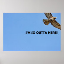 Hawk Photo Posters