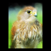 Hawk posters