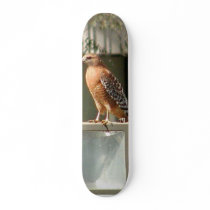 Hawks Birds Skate Deck