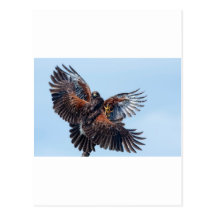 Hawks Fight for Control of the Sky Postcard