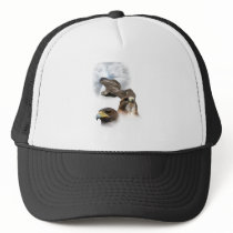 Hawks Mesh Hats