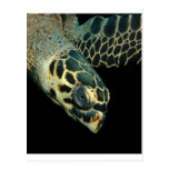 Hawksbill Angel Post Card