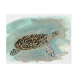 Hawksbill Sea Turtle Postcard