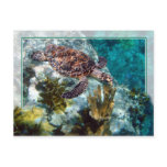 Hawksbill Sea Turtle, US Virgin Islands Postcard