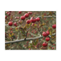 Hawthorn Berries Postcard