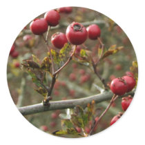 Hawthorn Berries Stickers