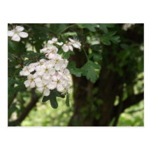 Hawthorn Blossom Post Card