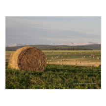 Hay Bales In A Field With Mountains At Sunrise Postcard