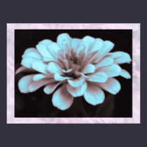 Hazy Zinnia in Subtle Blue Photo Print photography