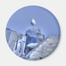 HDR Angry Bird Seagull on Pier Pylon Refrigerator Magnets