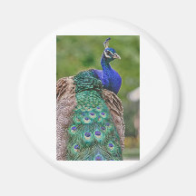 HDR Peacock Bird Birds Pretty Beautiful Photo Pic Refrigerator Magnet