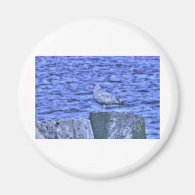 HDR Seagull on Rock Pylon Magnets