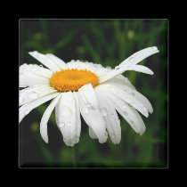 He Loves Me.  He Loves Me Not!  Magnet