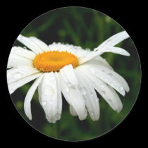 He Loves Me.  He Loves Me Not! stickers