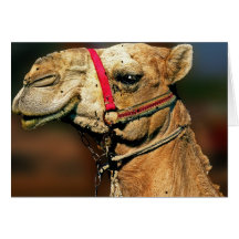 Head of Camel Greeting Cards