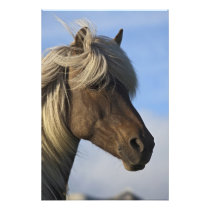 Head of Icelandic horse, Iceland
