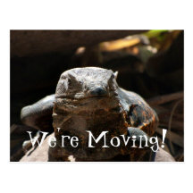 Head On Iguana Postcard