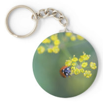 head on ladybug