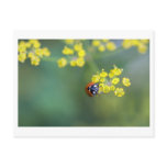 head on ladybug