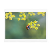 head on ladybug
