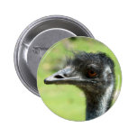 Head` Shot Of An Emus At Zoo Of Auckland Buttons