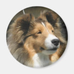 Head study of an adult sheltie refrigerator magnet