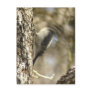 headless Hairy Woodpecker Postcard