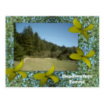 Headwaters Forest Postcard
