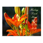 Healing Touch Kind Words Gentle Looks postcards