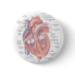 Heart Anatomy Pin