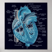 Heart anatomy posters