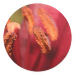 Heart Of A Lily