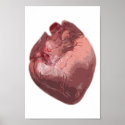 Heart Poster posters