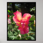 Heart Rose Large Posters & Prints