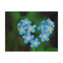 Heart Shaped Forget-me-not Flowers postcards
