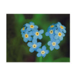 Heart Shaped Forget-me-not Flowers postcards