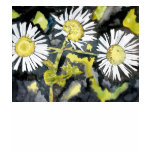 heath aster asters wildflowers t shirt