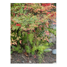 Heavenly Bamboo and Asparagus Fern Postcard