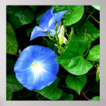 Heavenly Blue Morning Glories posters