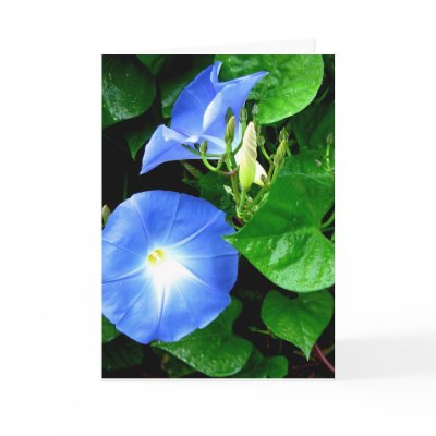 Heavenly Blue Morning Glory Birthday Card by patsarts